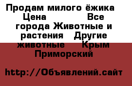 Продам милого ёжика › Цена ­ 10 000 - Все города Животные и растения » Другие животные   . Крым,Приморский